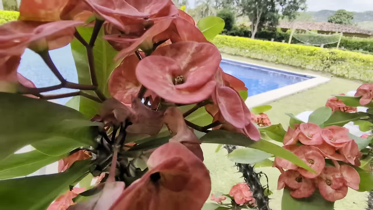 Flores del jardín de El Refugio con la piscina al fondo
